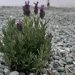 Cloxania Coral Πέγεια