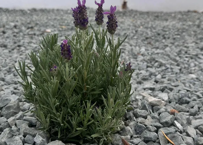 Cloxania Coral Peyia